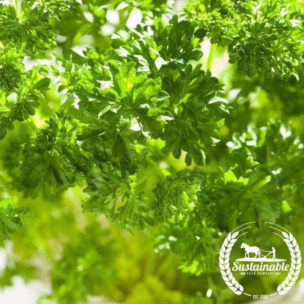 Forest Green Parsley