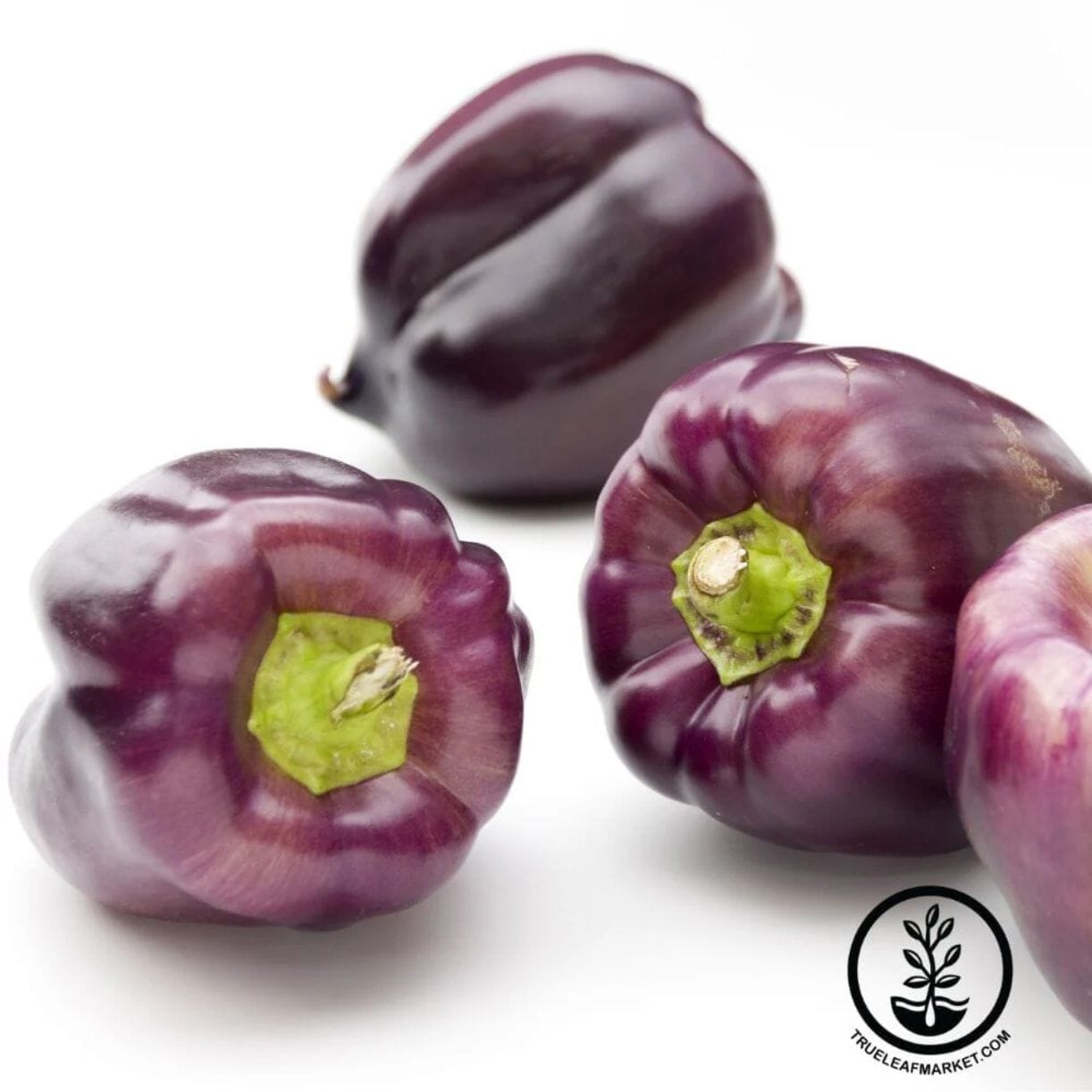 Purple Beauty Pepper