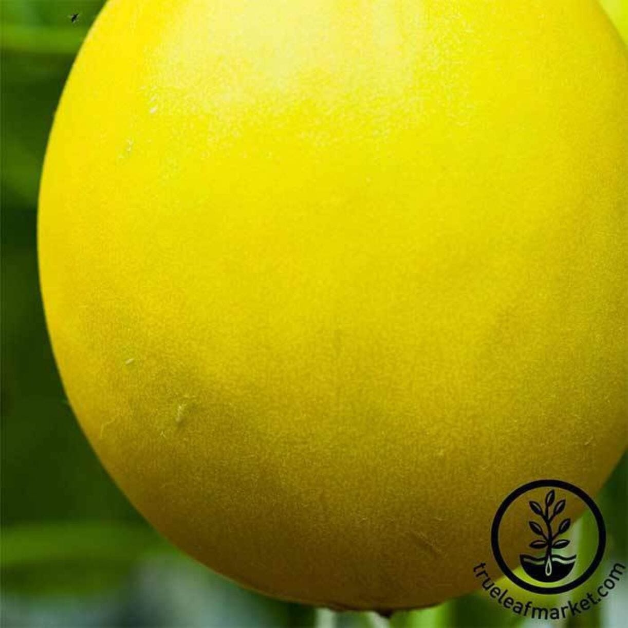 Canary Yellow Melon