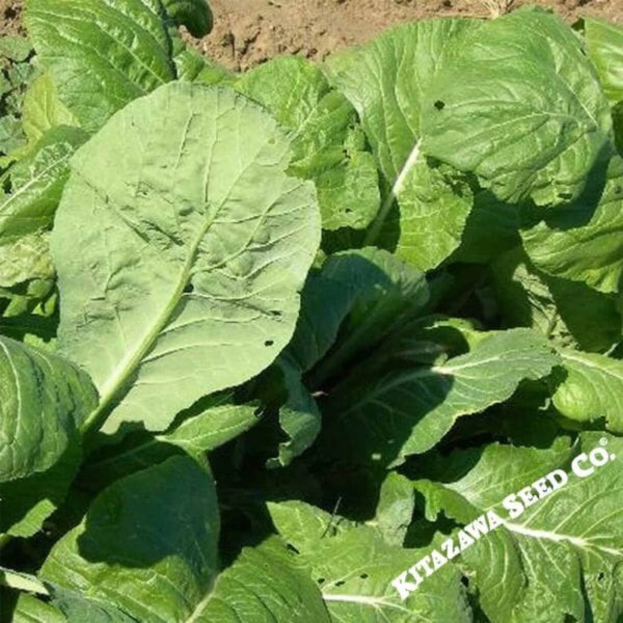 Tendergreen Mustard