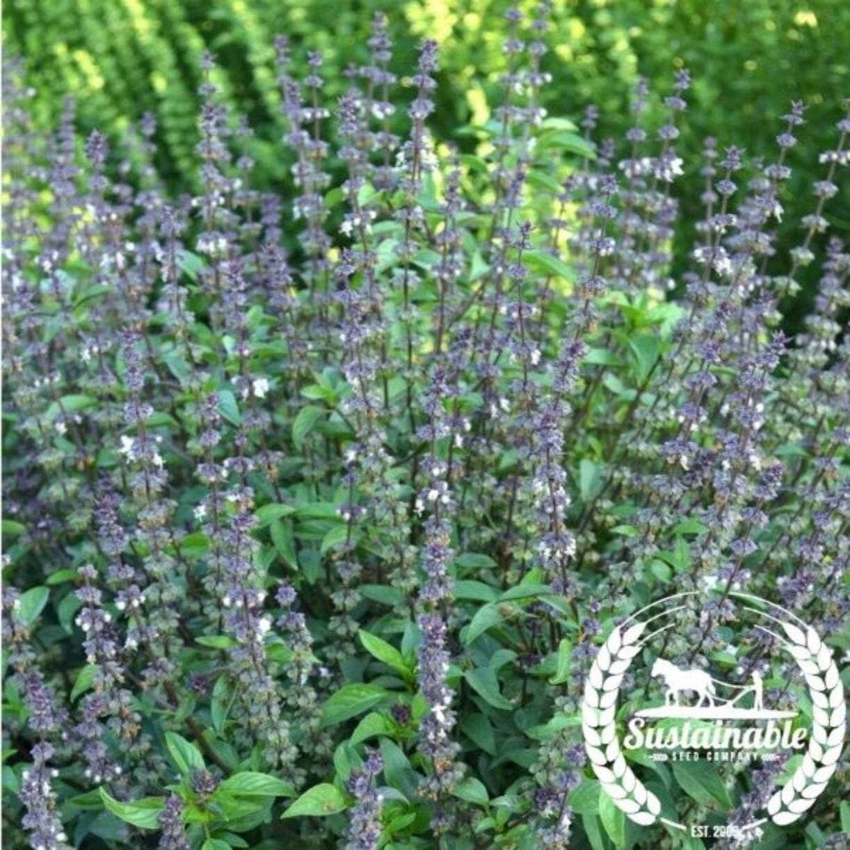 Cinnamon Basil