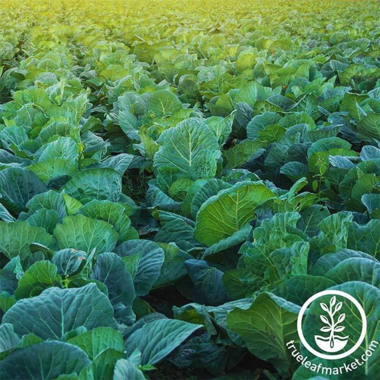 Morris Heading Collards