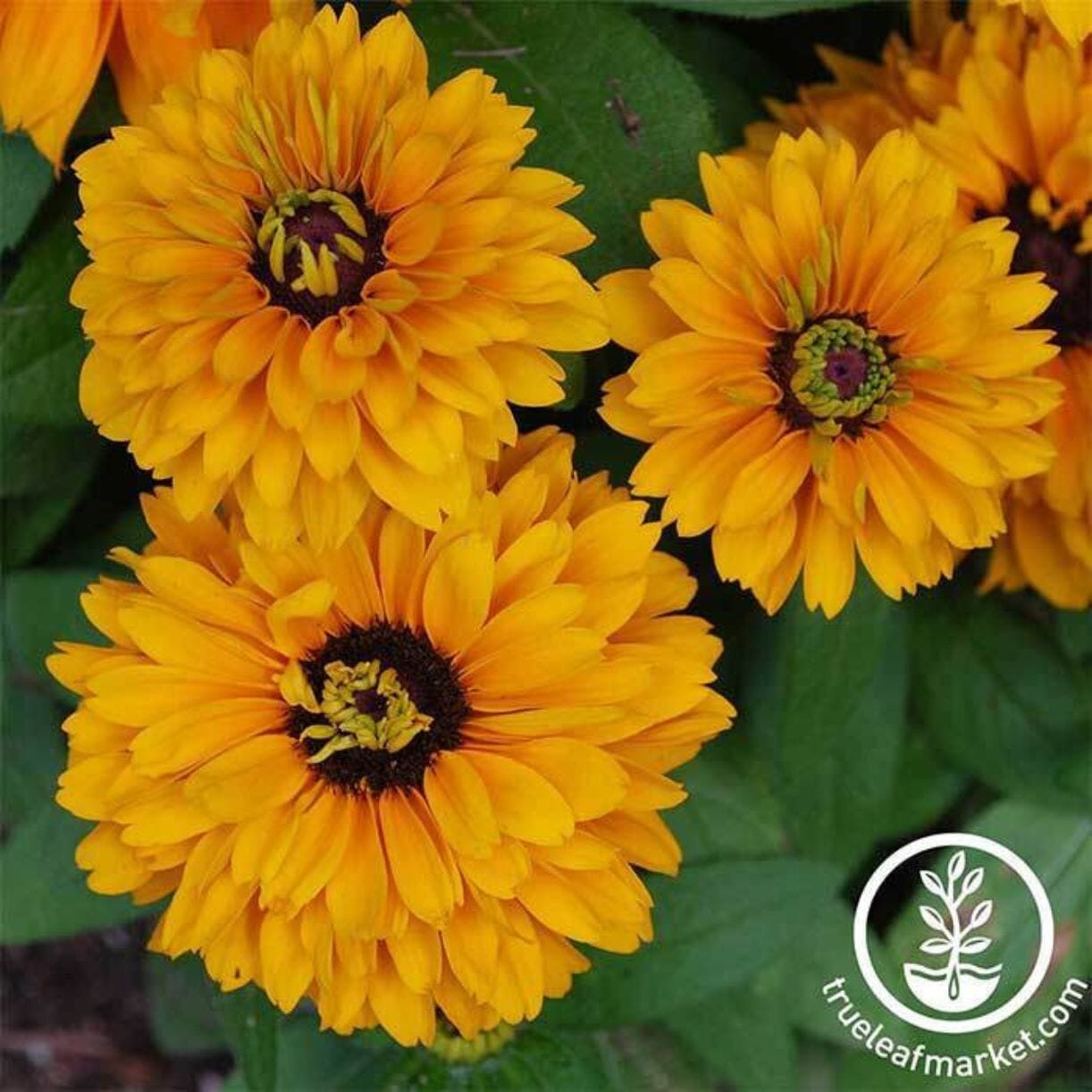 Goldilocks Rudbeckia