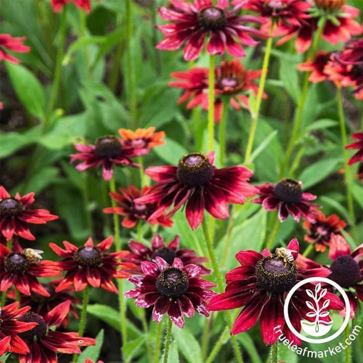 Cherry Brandy Rudbeckia