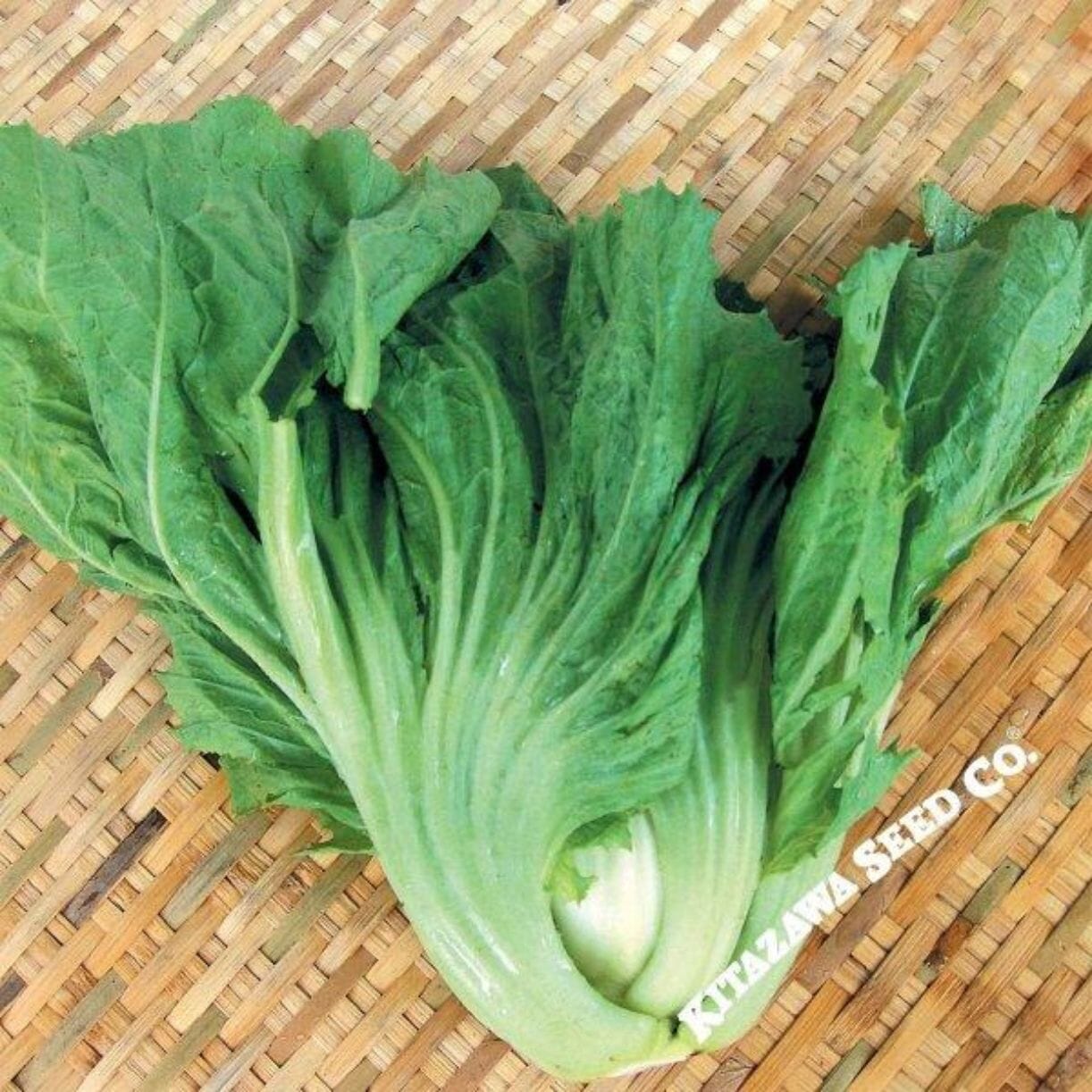 Chinese Rhubarb