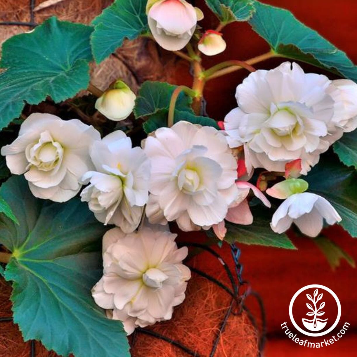 Angelique Begonia
