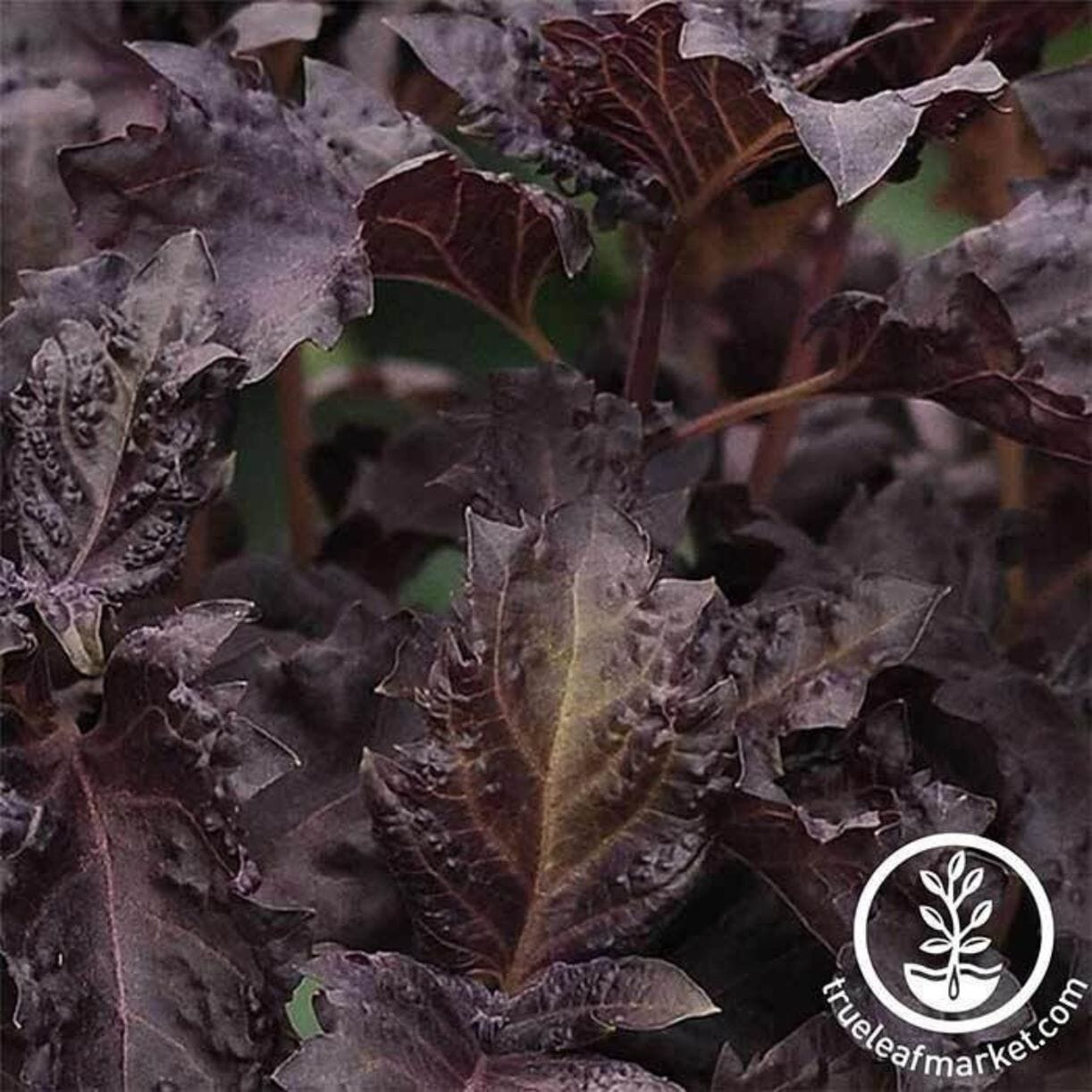 Purple Ruffles Basil