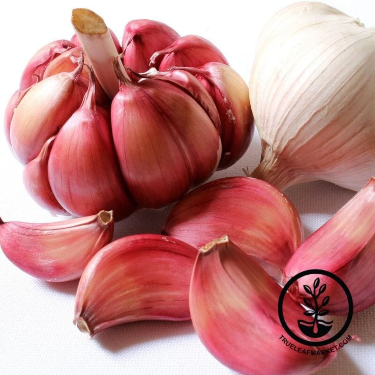German Red Garlic