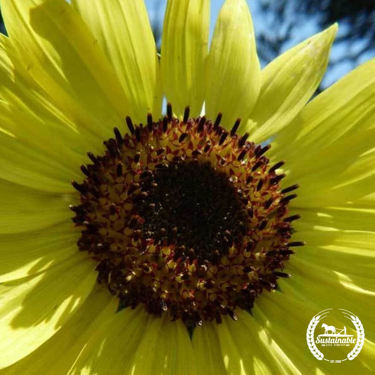 Lemon Queen Sunflower