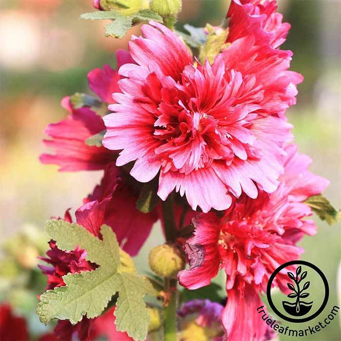 Queeny Purple Hollyhock