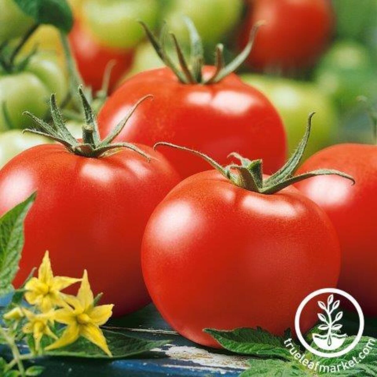 Stupice Tomato