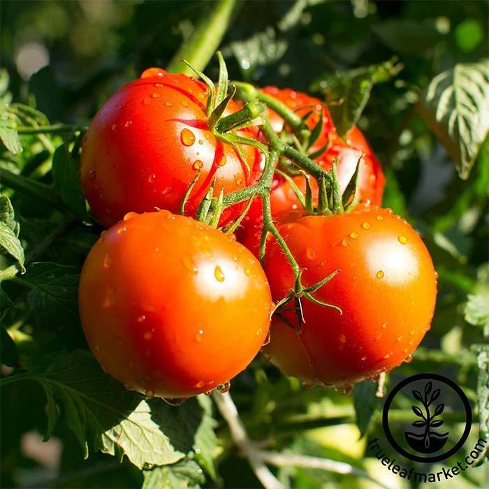 Bush Champion Ii Tomato