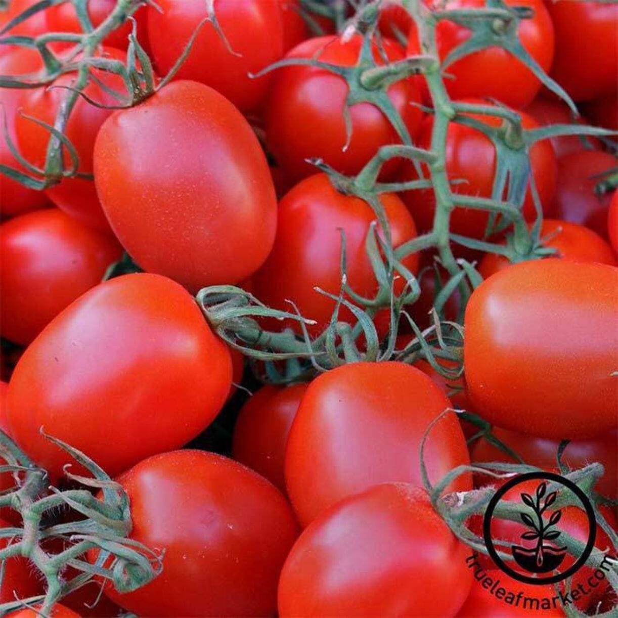 Rio Grande Tomato
