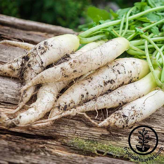 White Icicle Radish