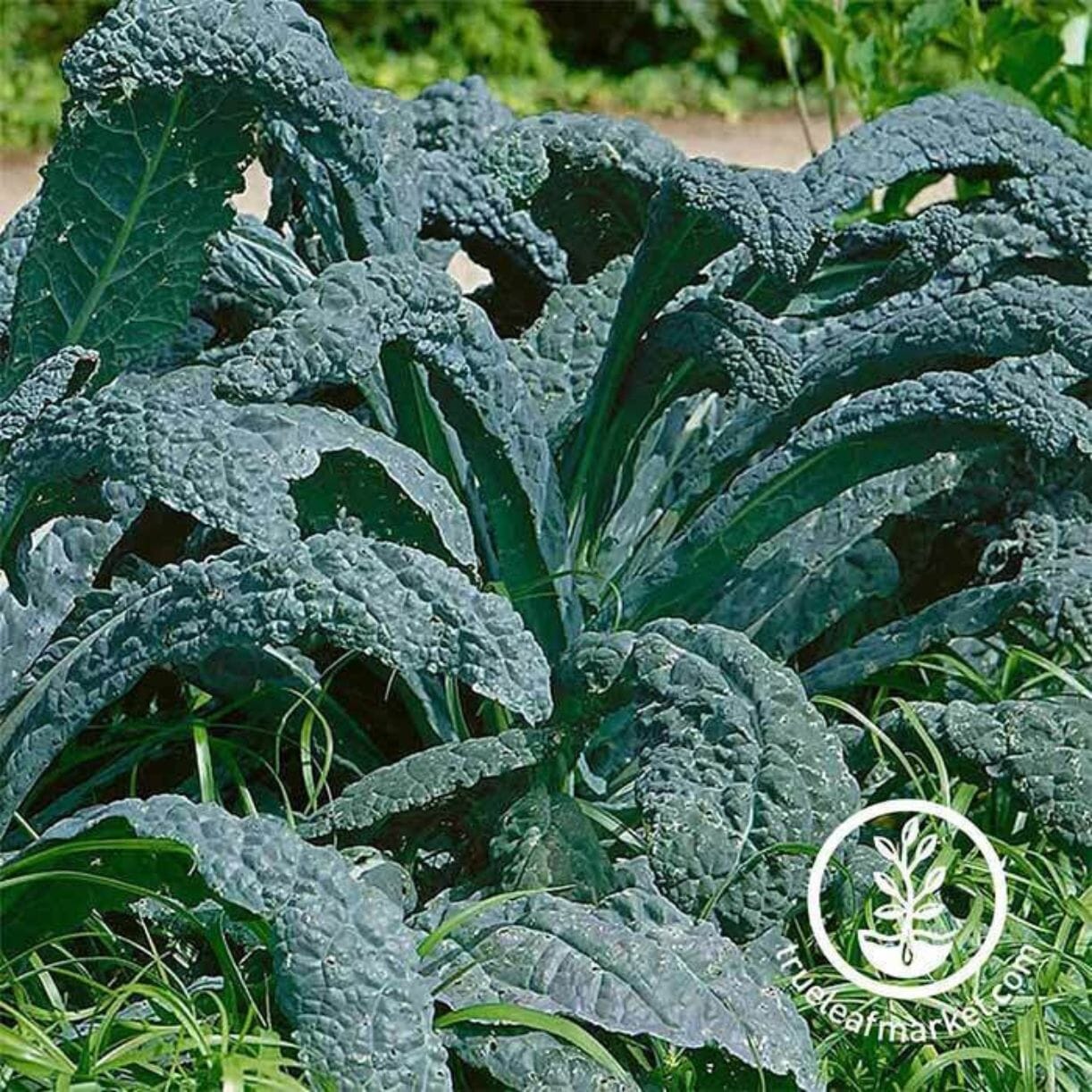 Lacinato Kale