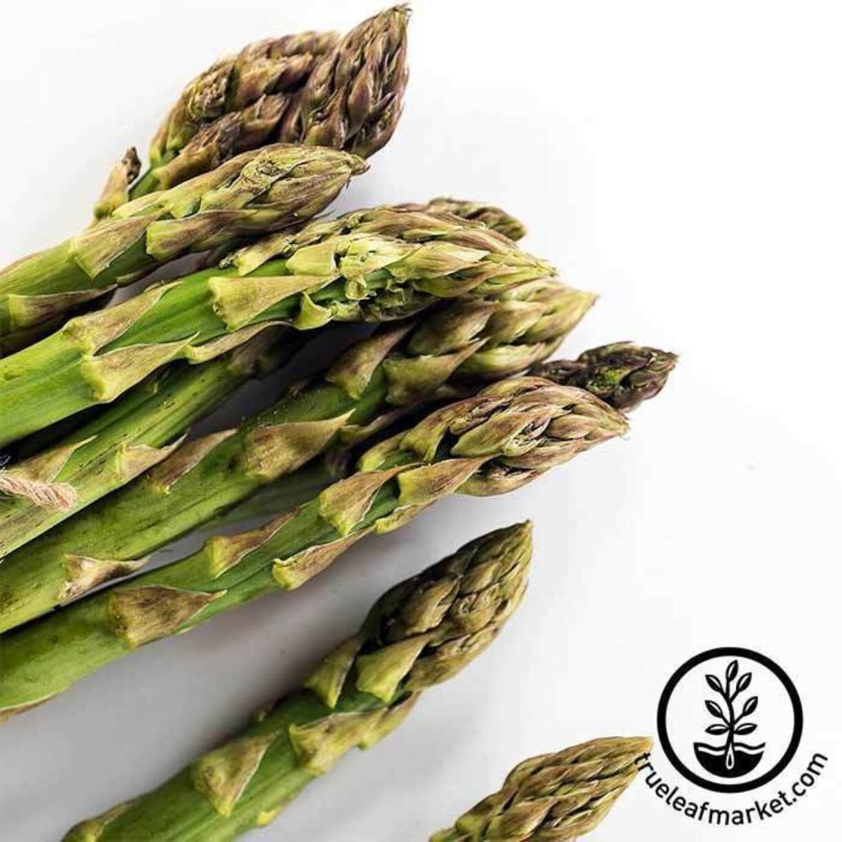 Uc 72 Asparagus