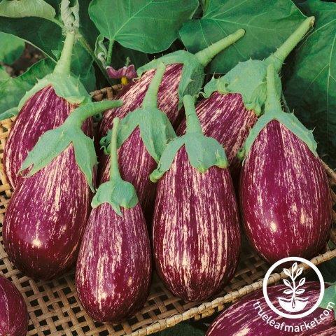 Shooting Stars Eggplant