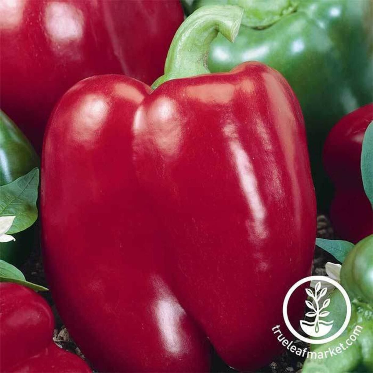 Big Red Pepper