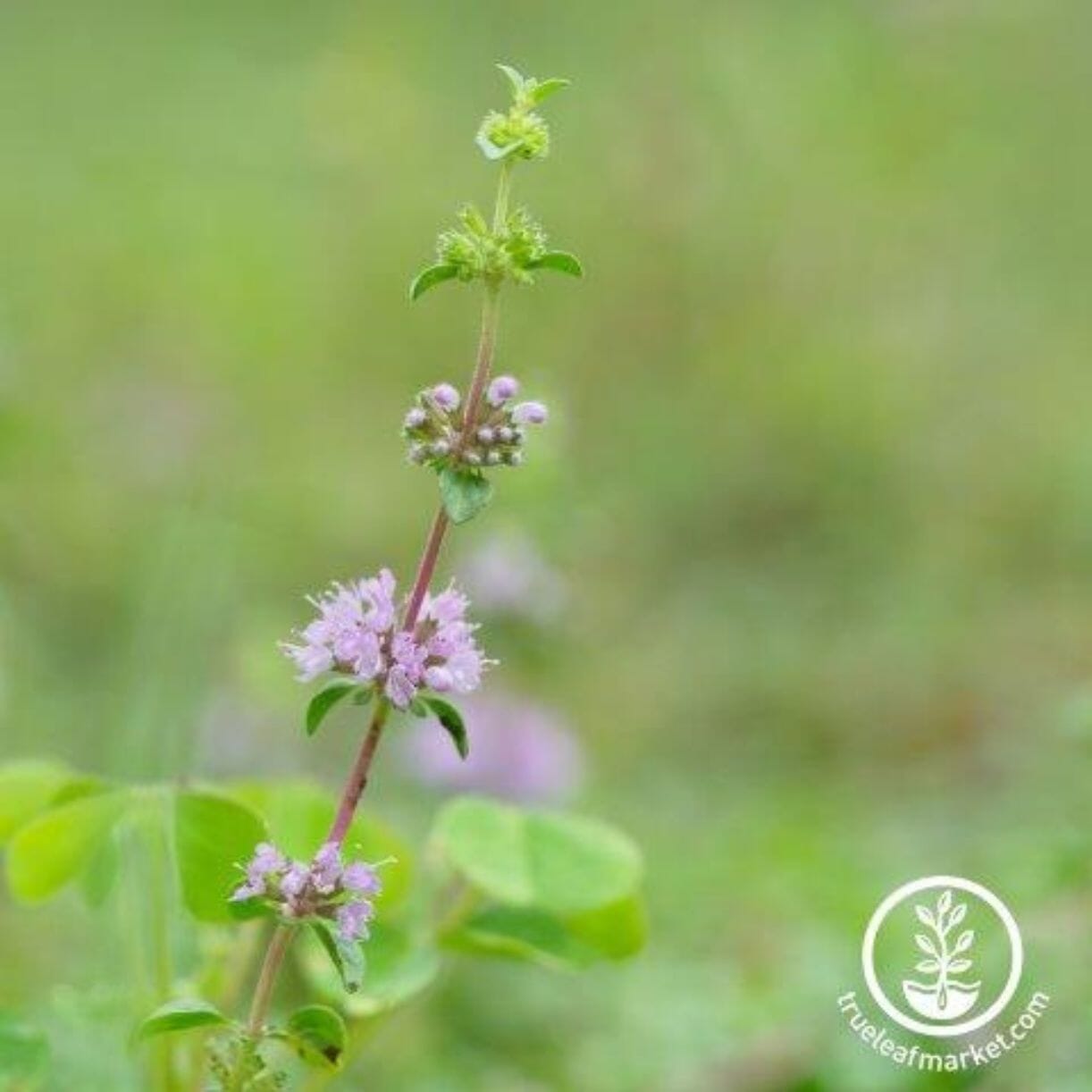 Pennyroyal Mint