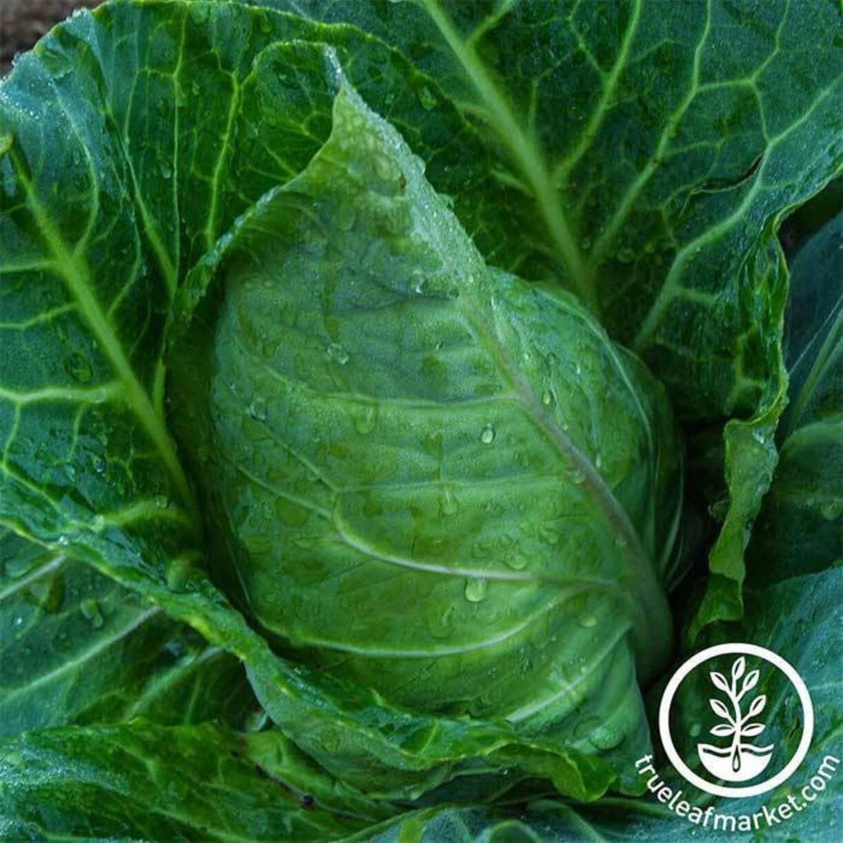 Champion Collards