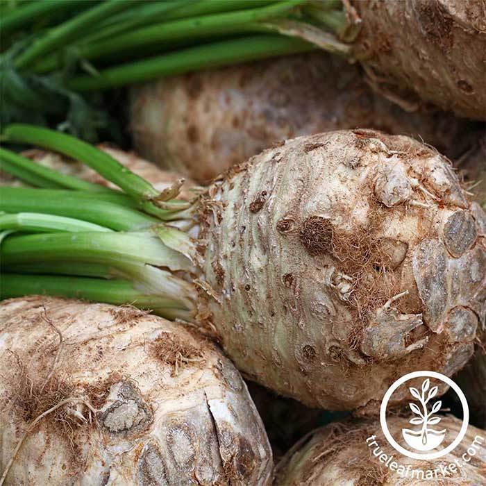 Giant Prague Celeriac