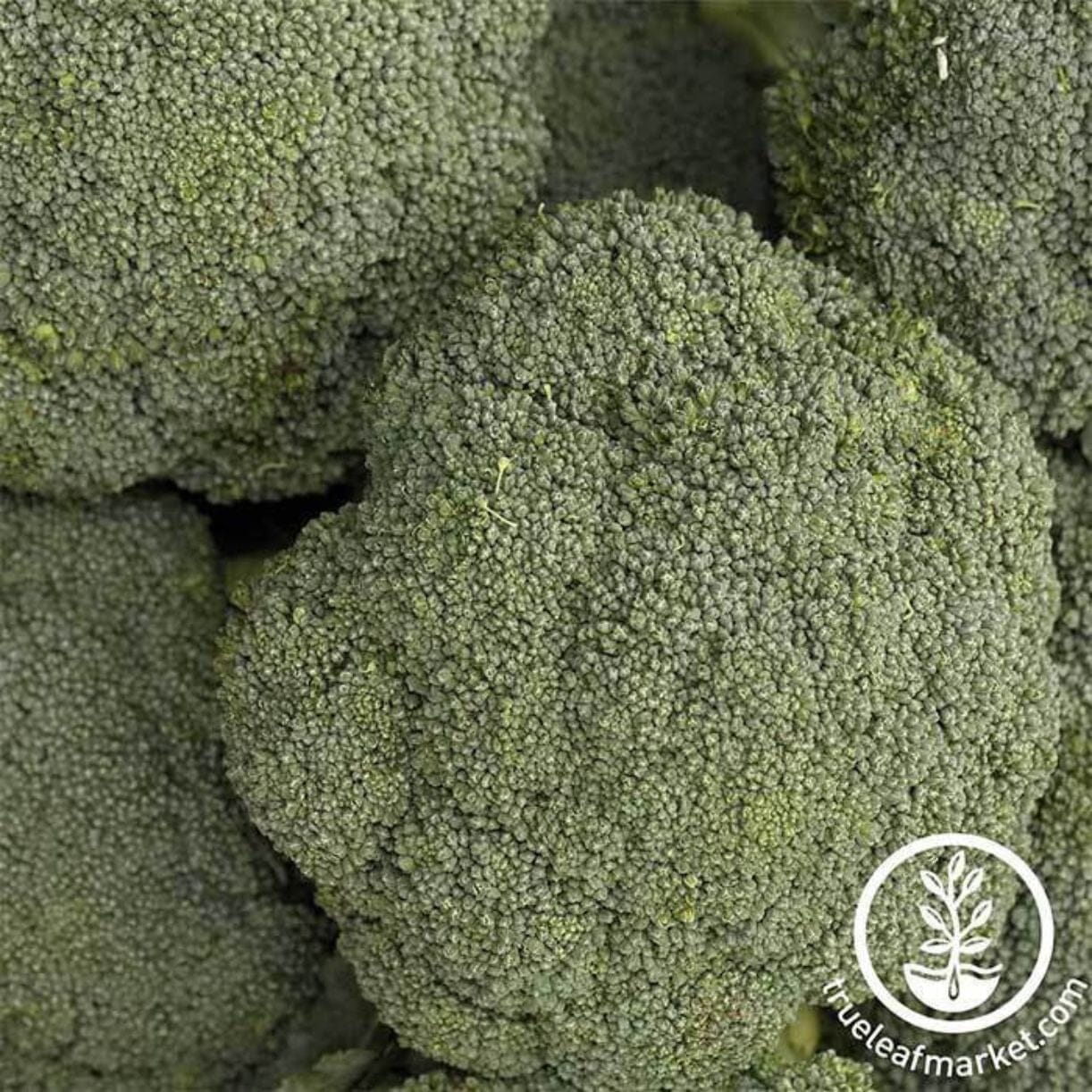 Destiny Broccoli