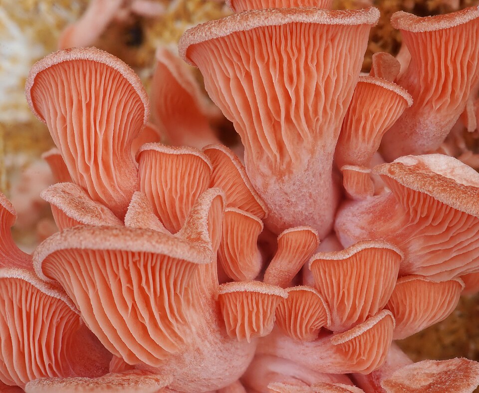 Pink Oyster Mushroom