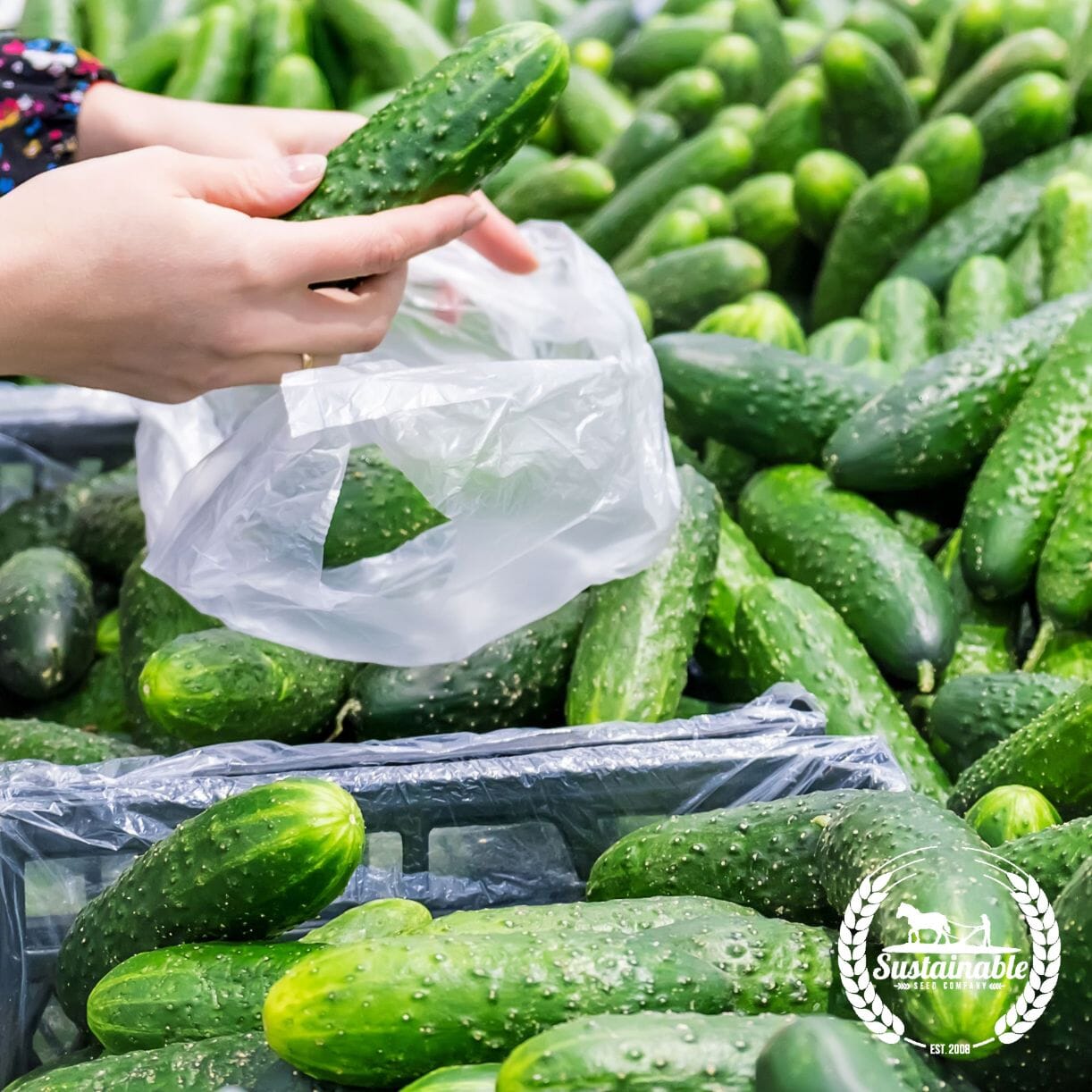 Marketmore 76 Cucumber