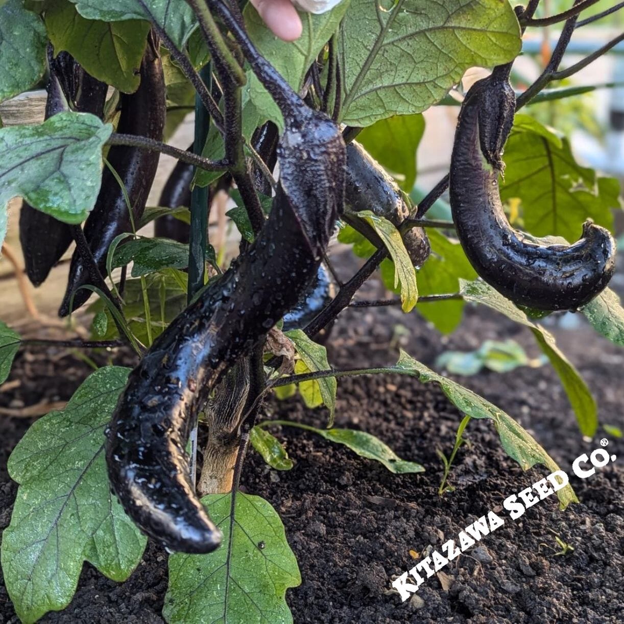 Kurume Long Eggplant