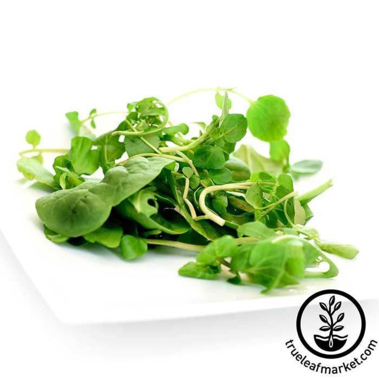 Upland Cress
