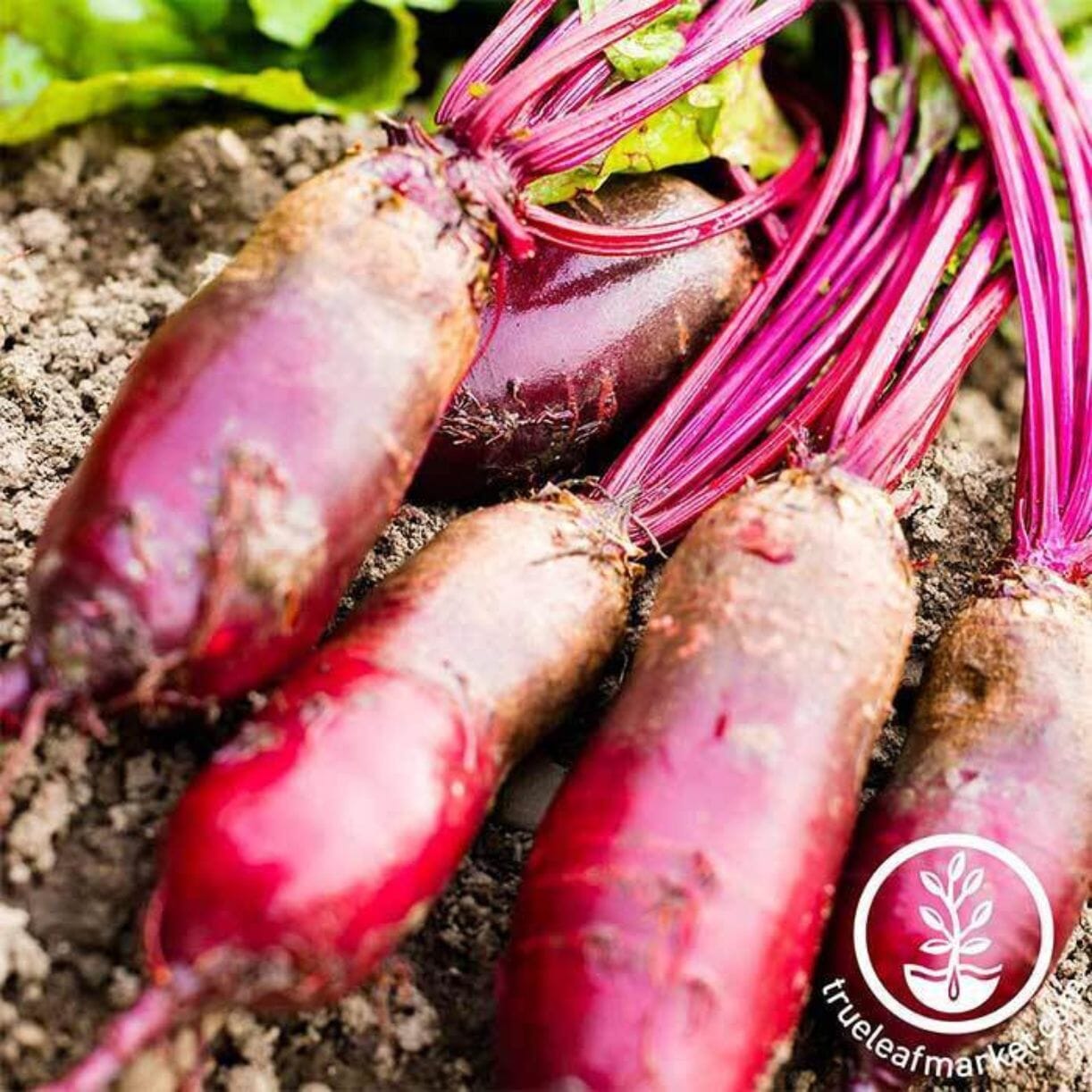 Cylindra Beet