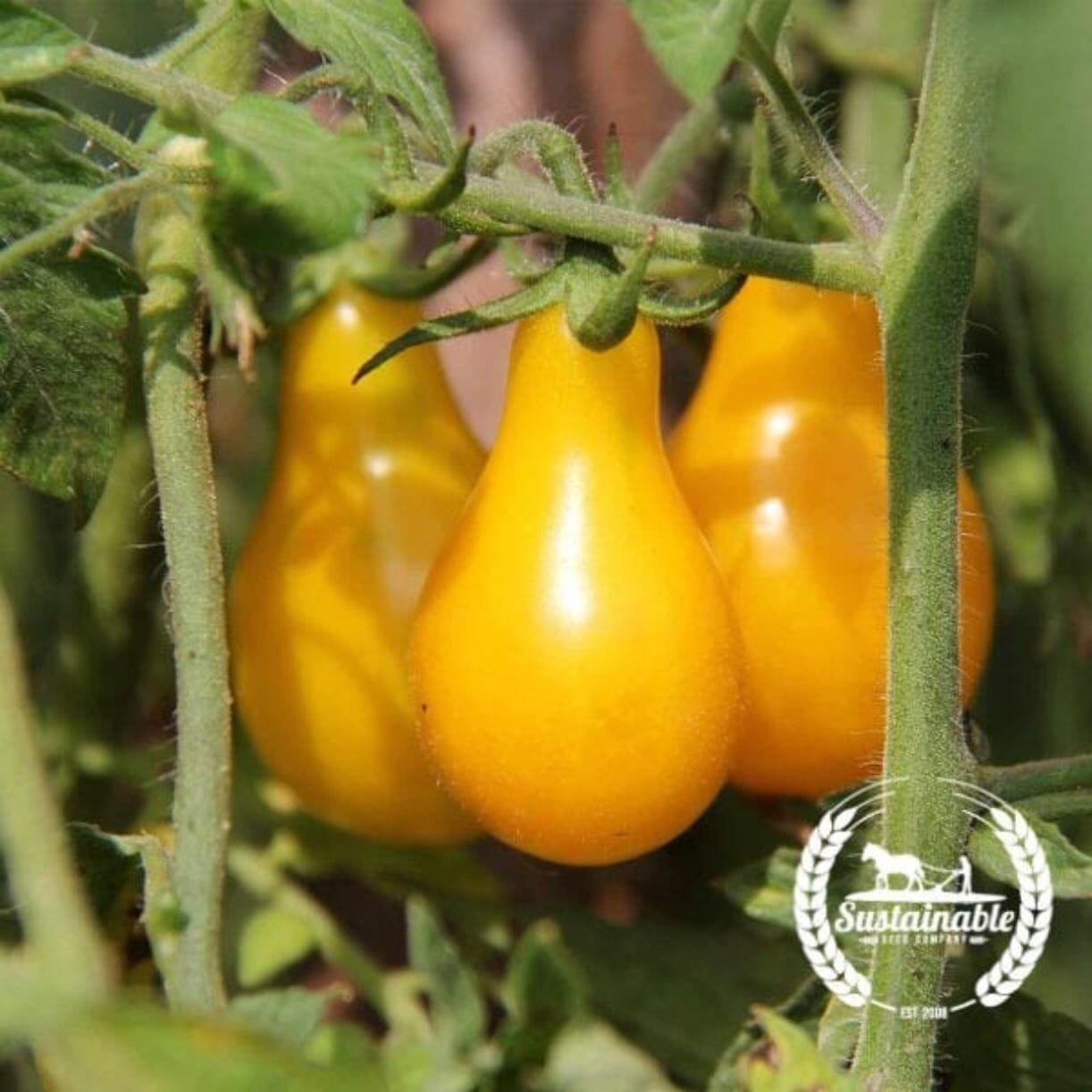 Yellow Pear Tomato