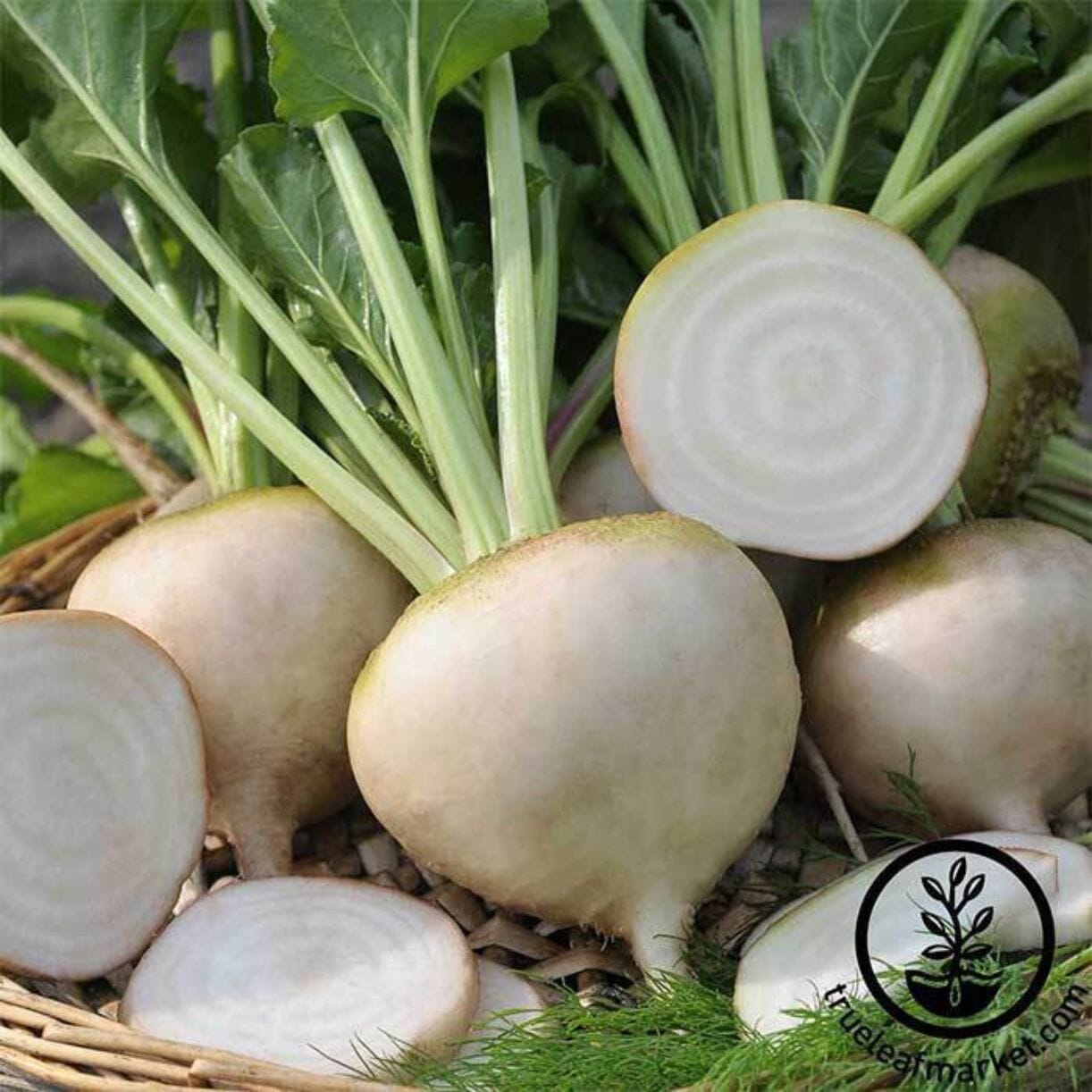 White Detroit Beet