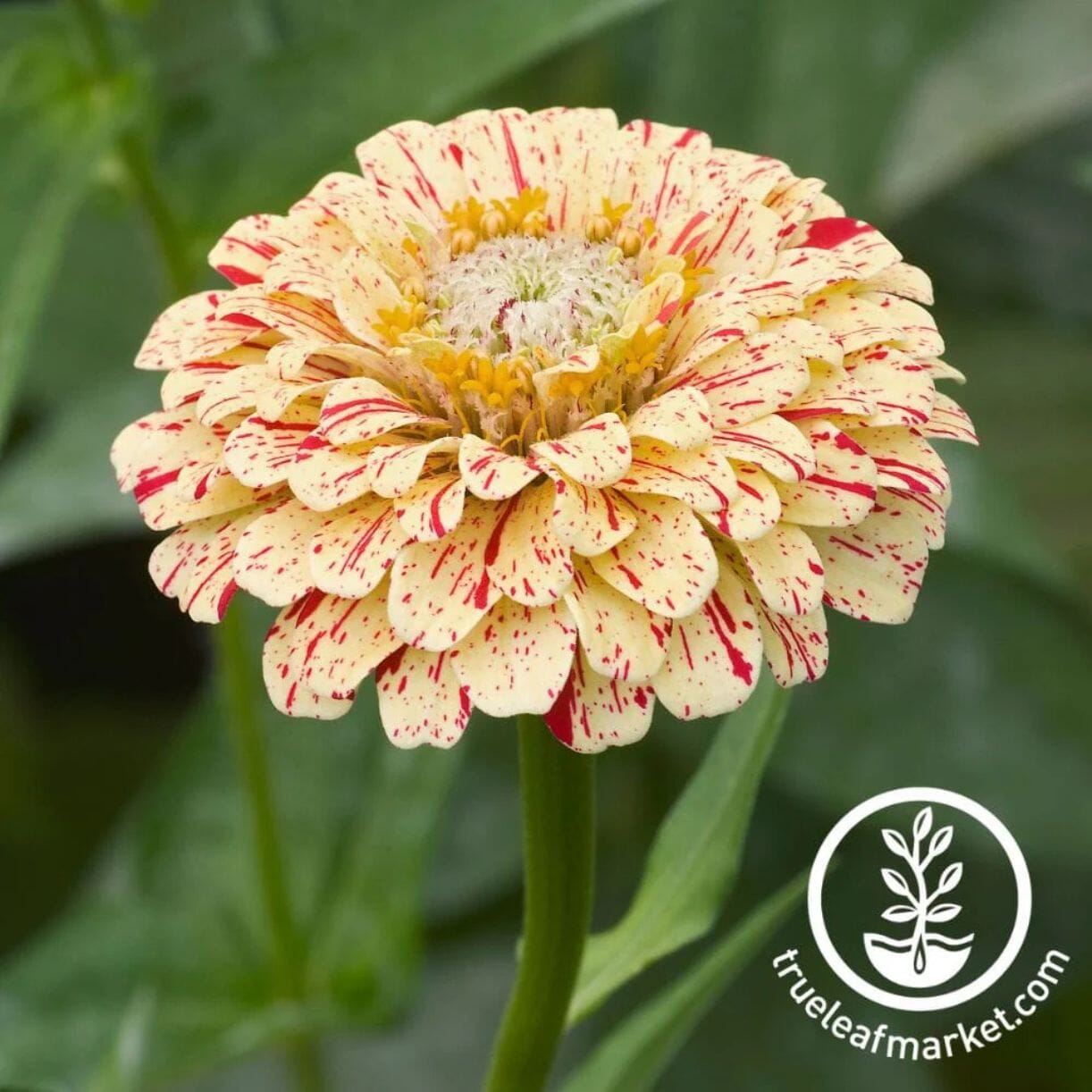 Peppermint Stick Zinnia