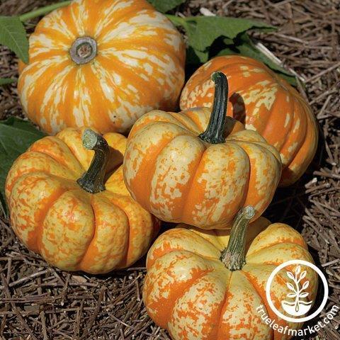 Hooligan Pumpkin