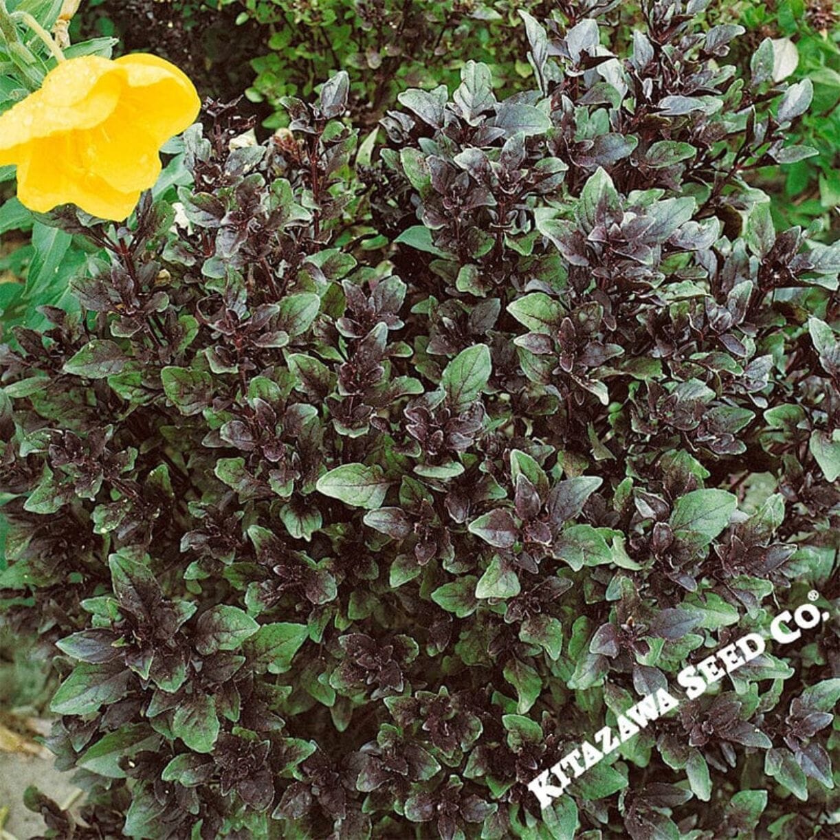 Corsican Basil