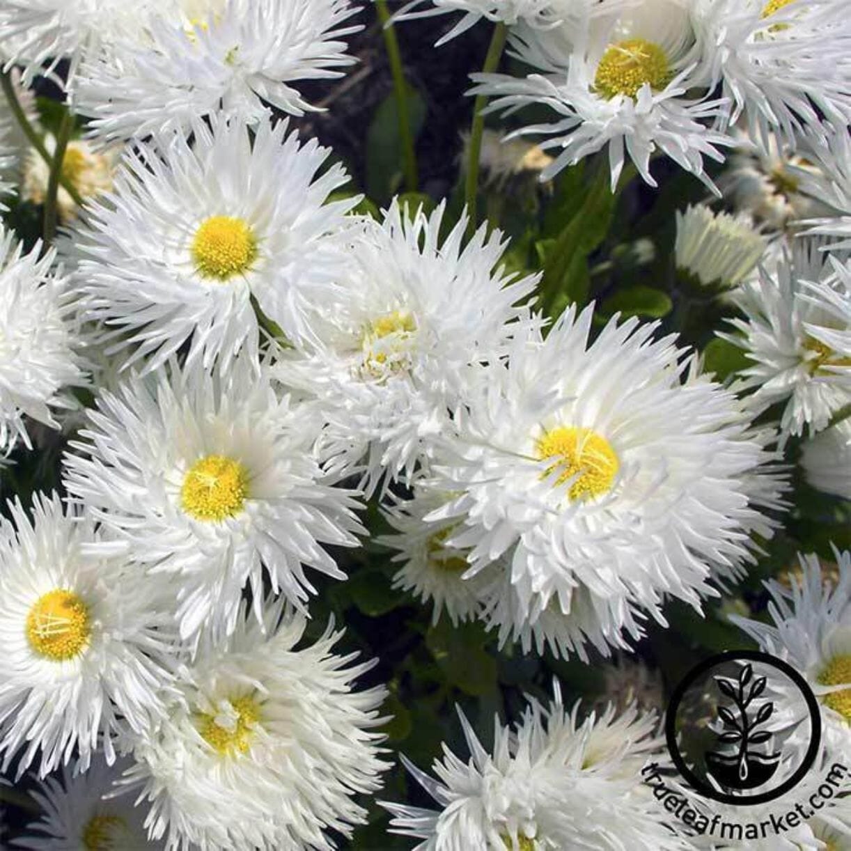 Crazy Daisy Shasta Daisy