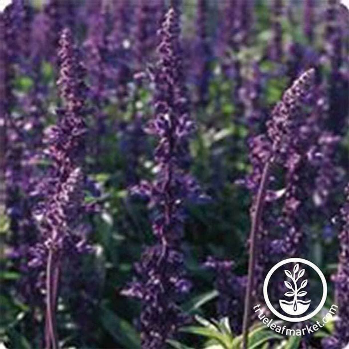 Evolution Violet Salvia