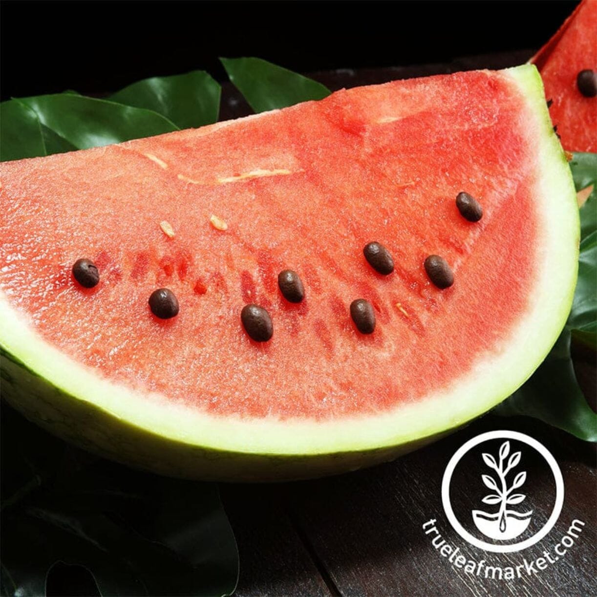 Black Diamond Yellow Belly Watermelon