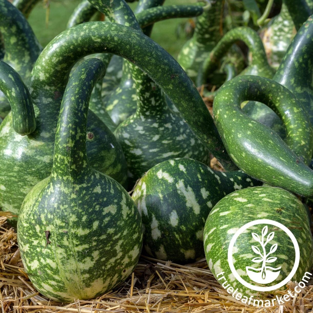 Speckled Swan Gourd