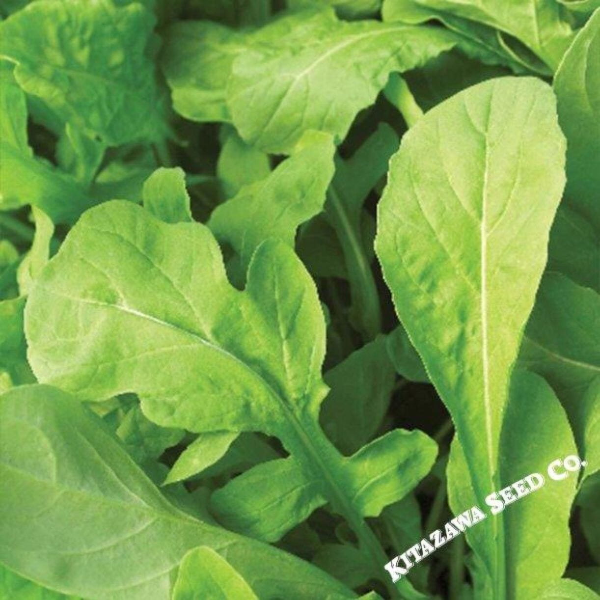 Astro Arugula