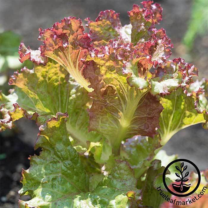Red Sails Lettuce