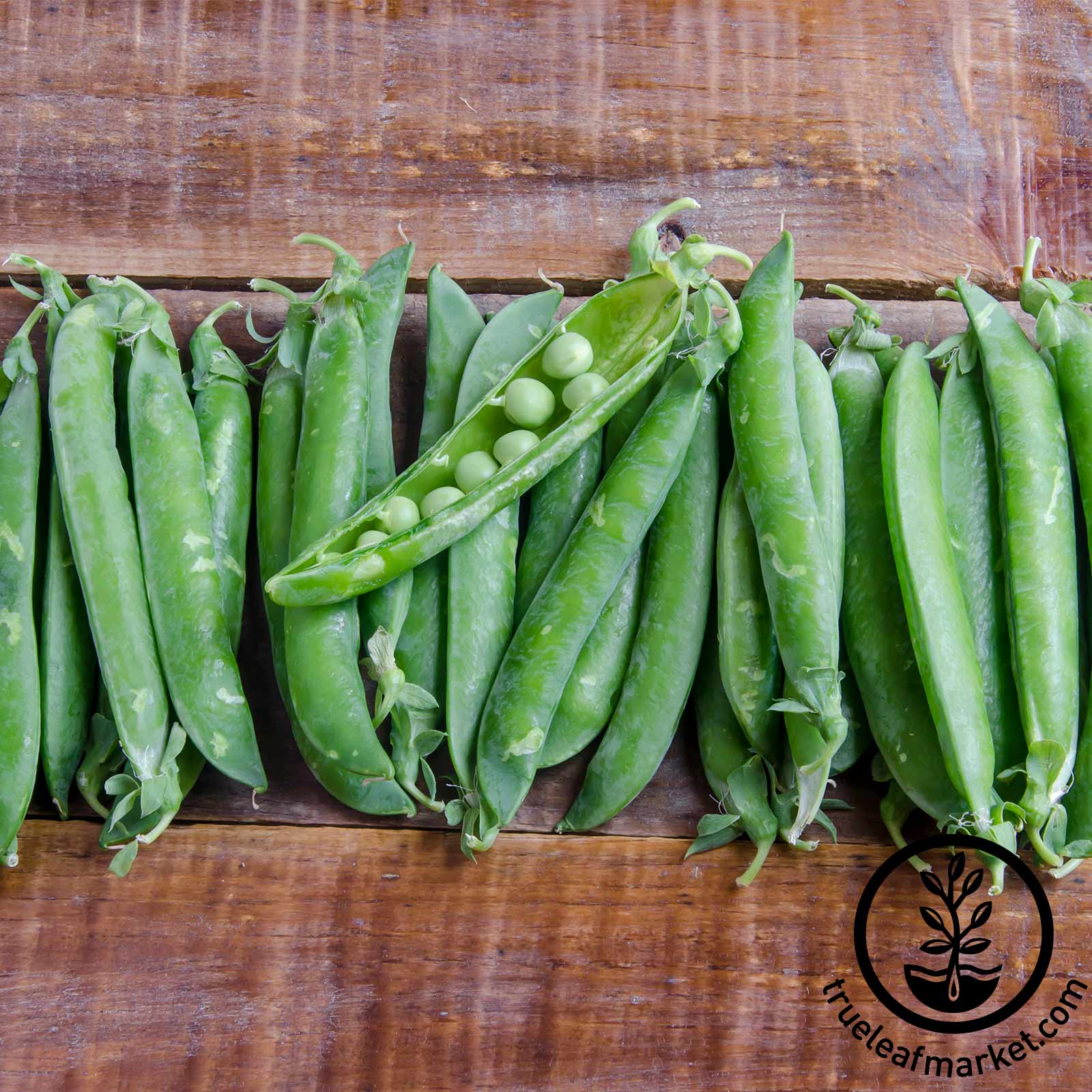 Green Arrow Pea