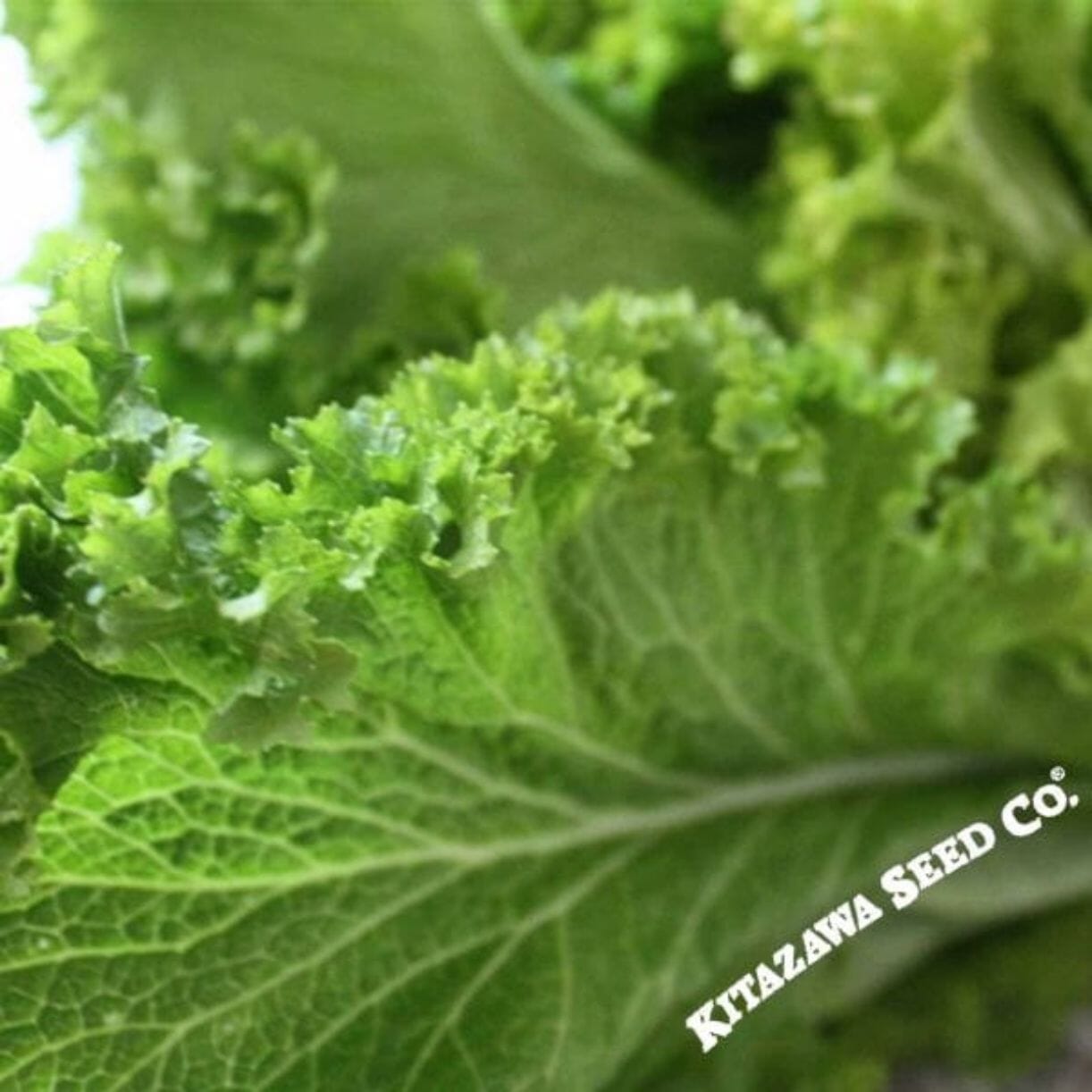 Wasabi Arugula