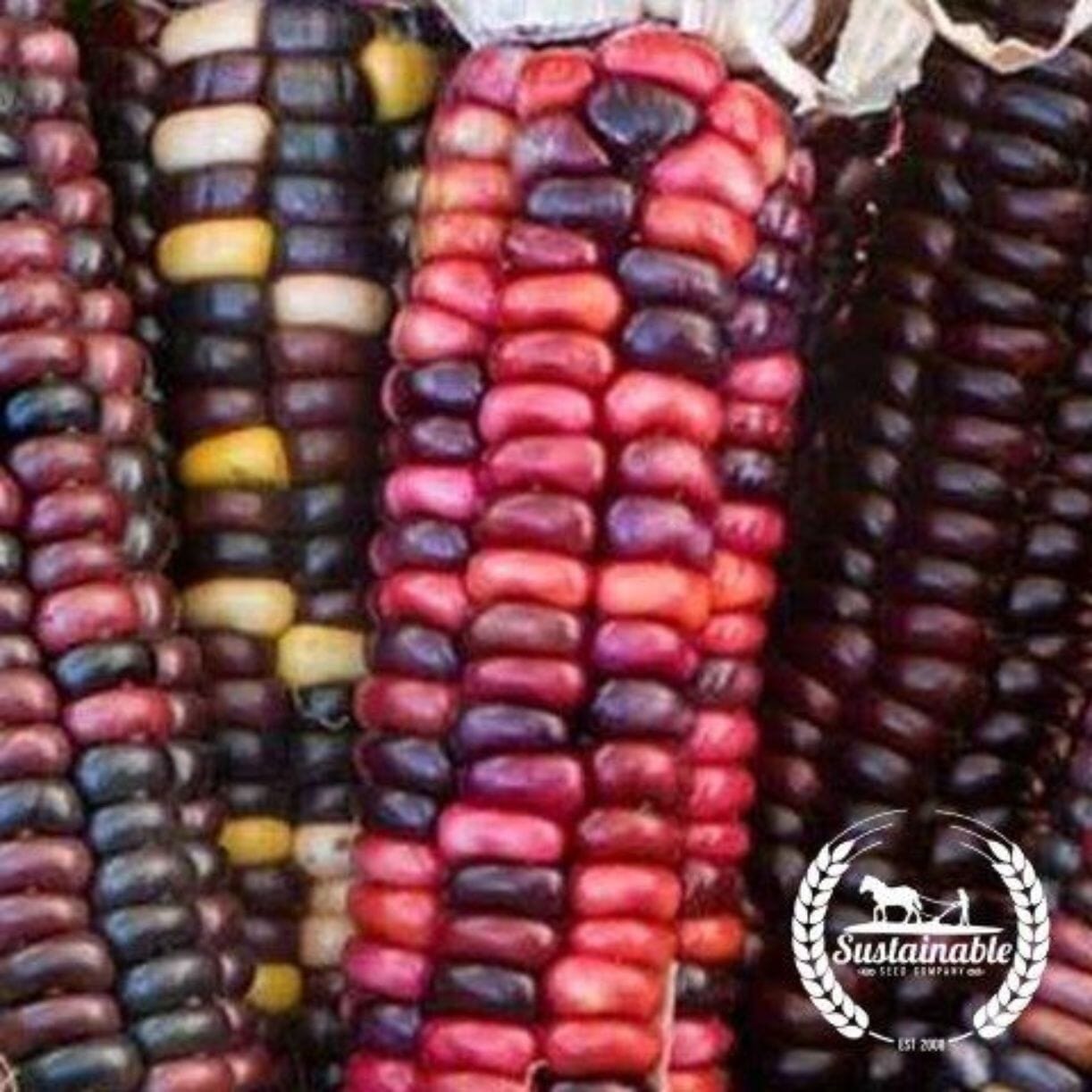 Painted Mountain Corn
