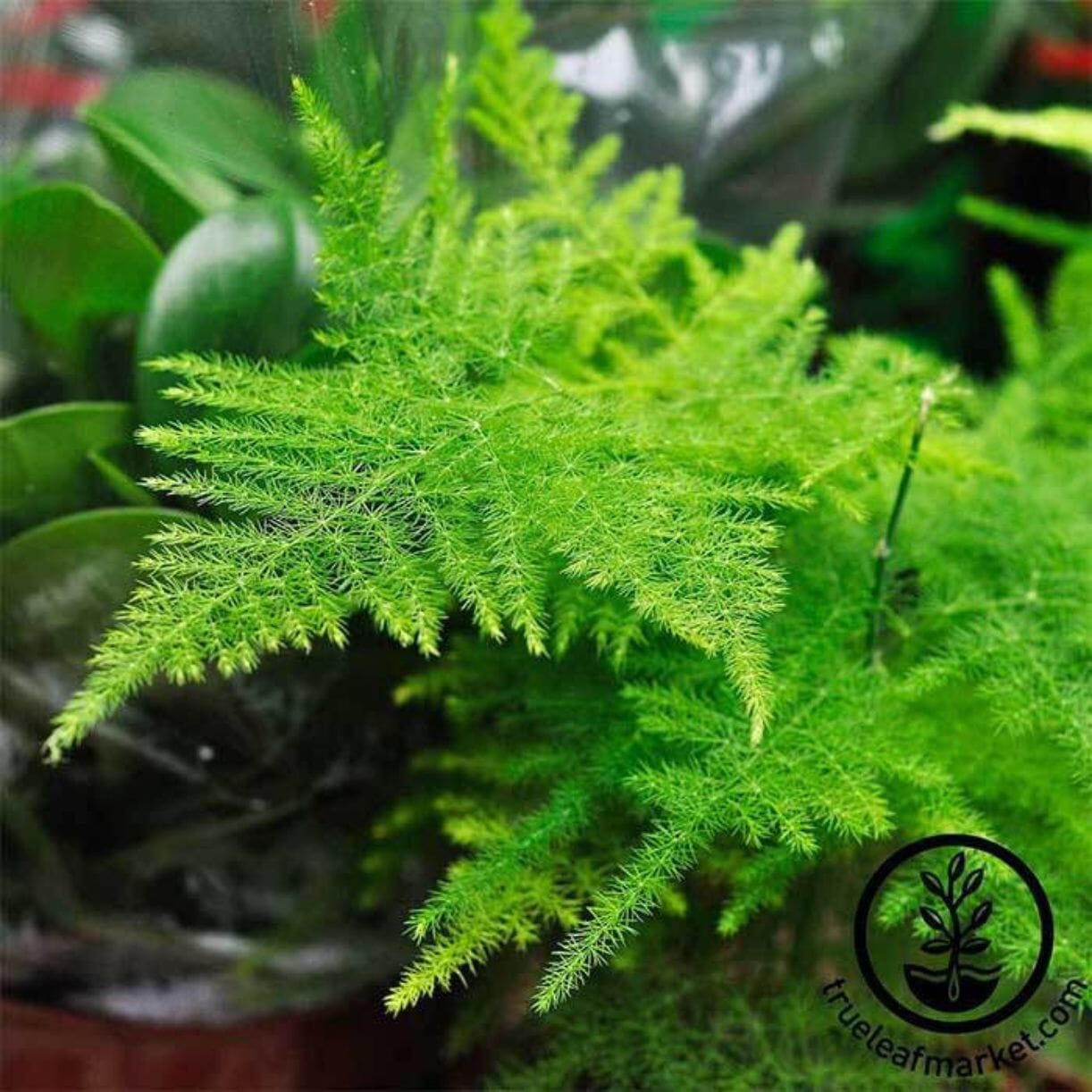 Plumosa Asparagus Fern