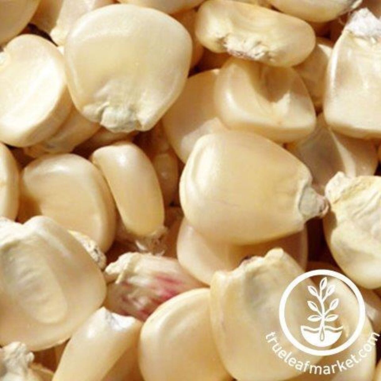 Hickory King White Corn