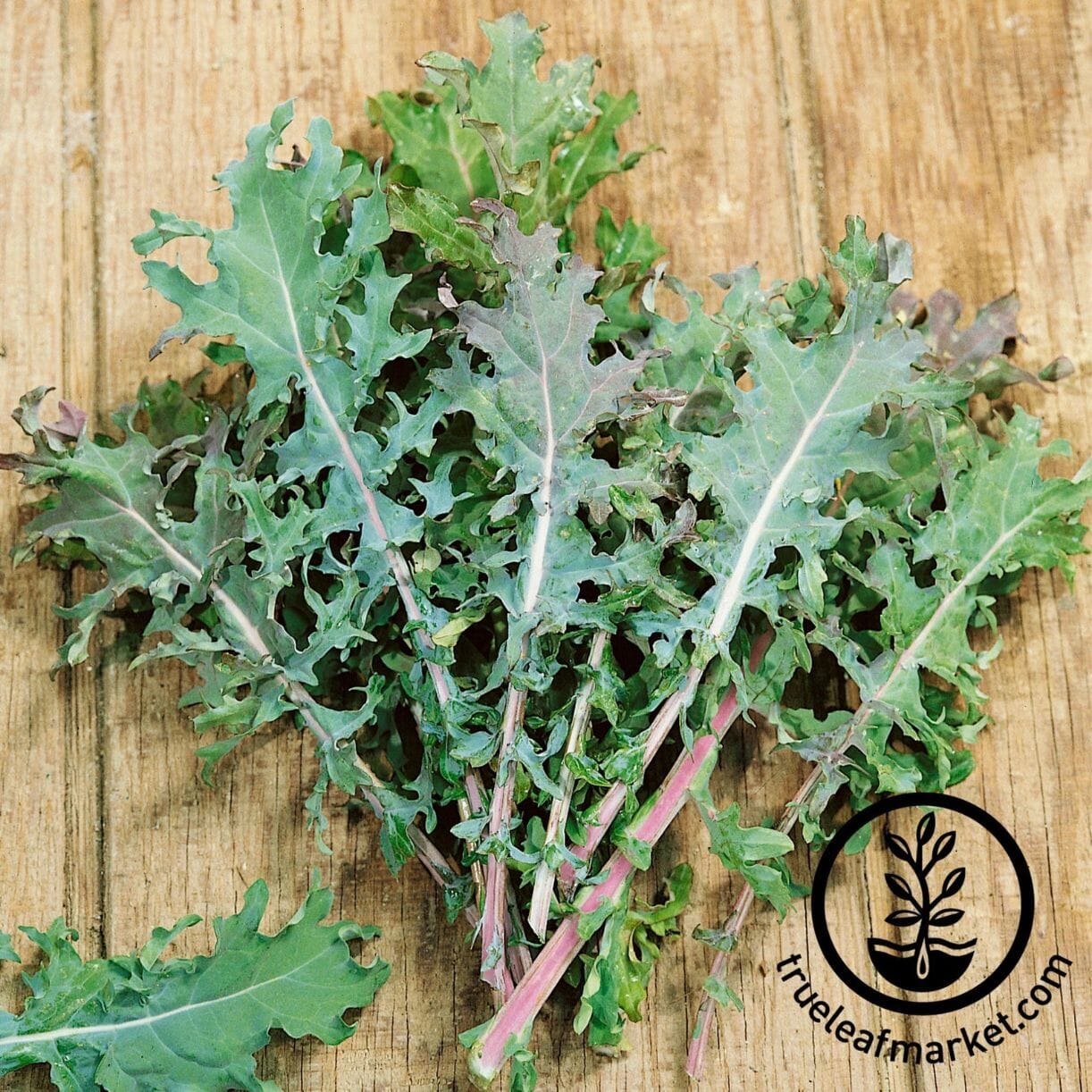 Red Russian Kale