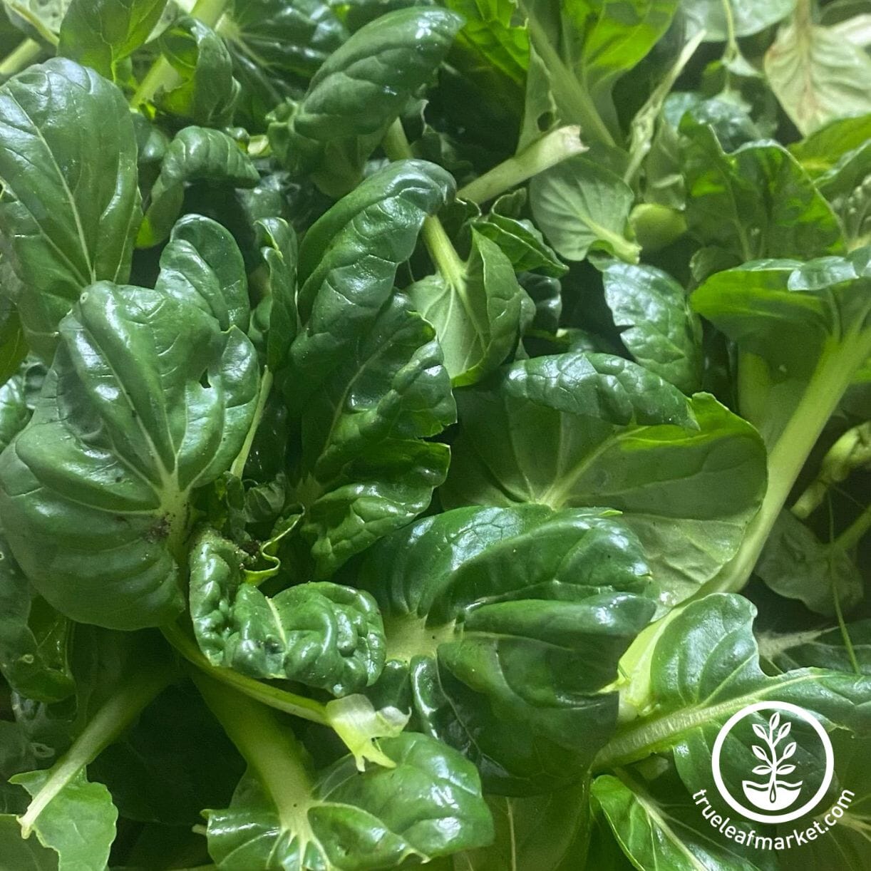 Tatsoi Mustard