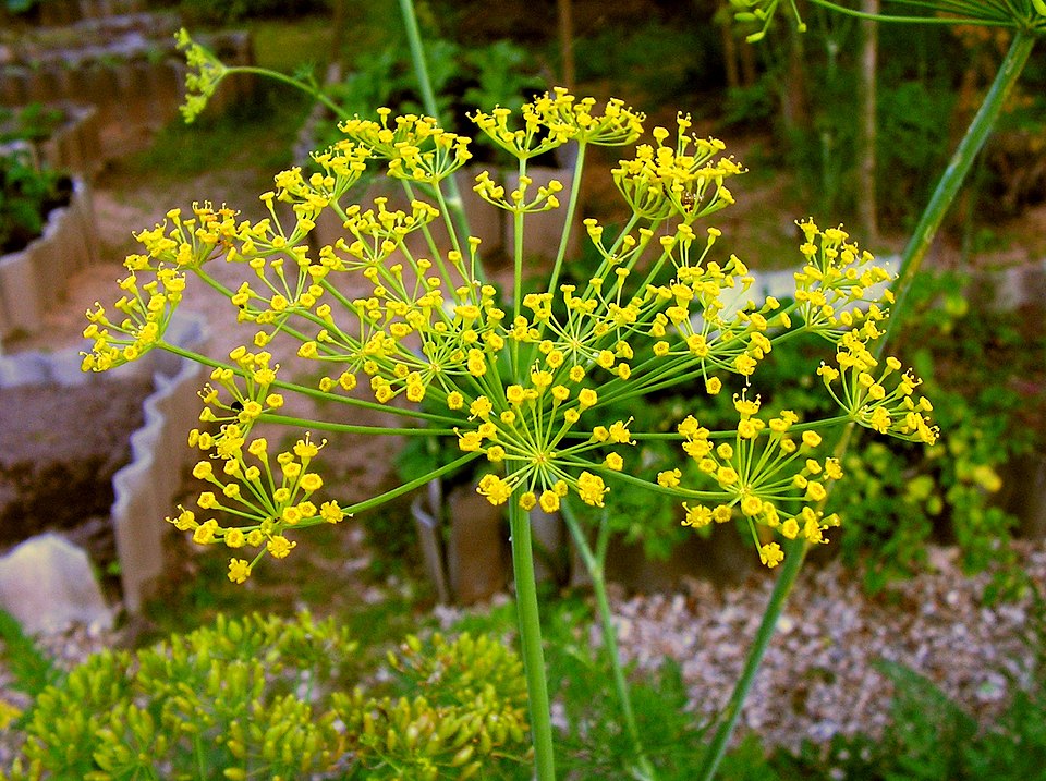 Long Island Mammoth Dill